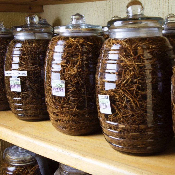 Jars of Chilcuague roots soaking into extract